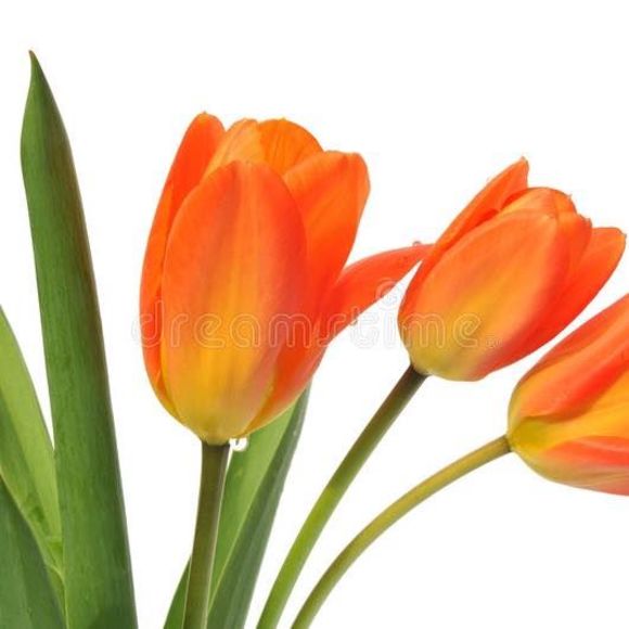 Meet your Posher, Emily - Picture 1 of 1